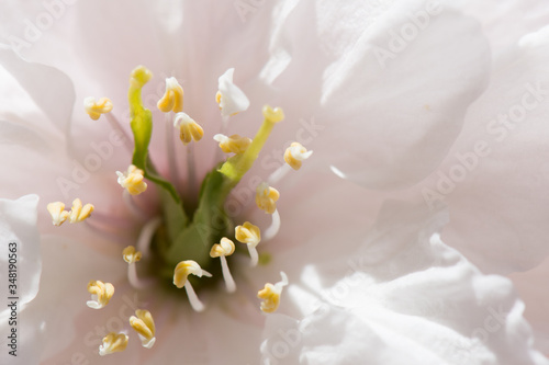 blossom of cherry tree