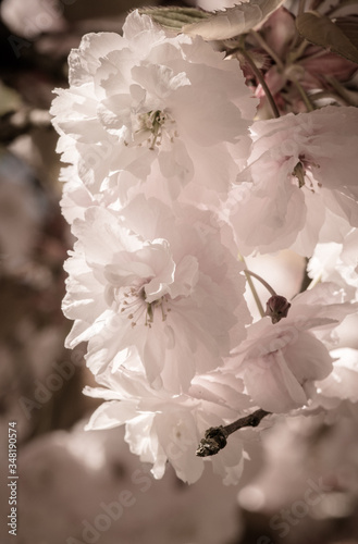 blossoms of cherry tree