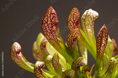 Purple sarracenia flower - carnivorous plant that traps insects