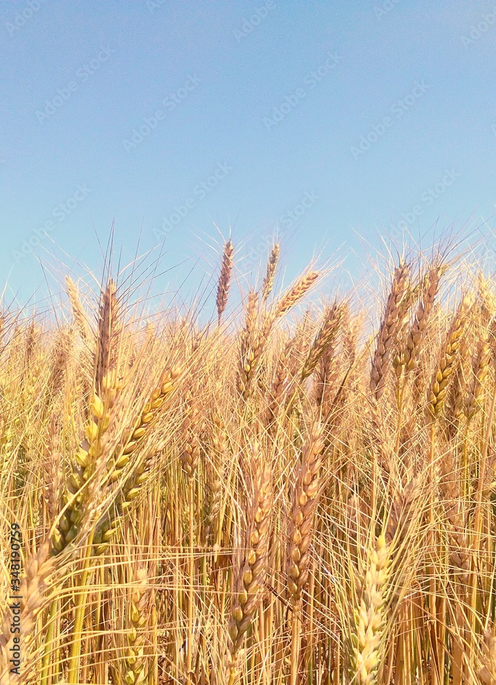 field of wheat field of wheat