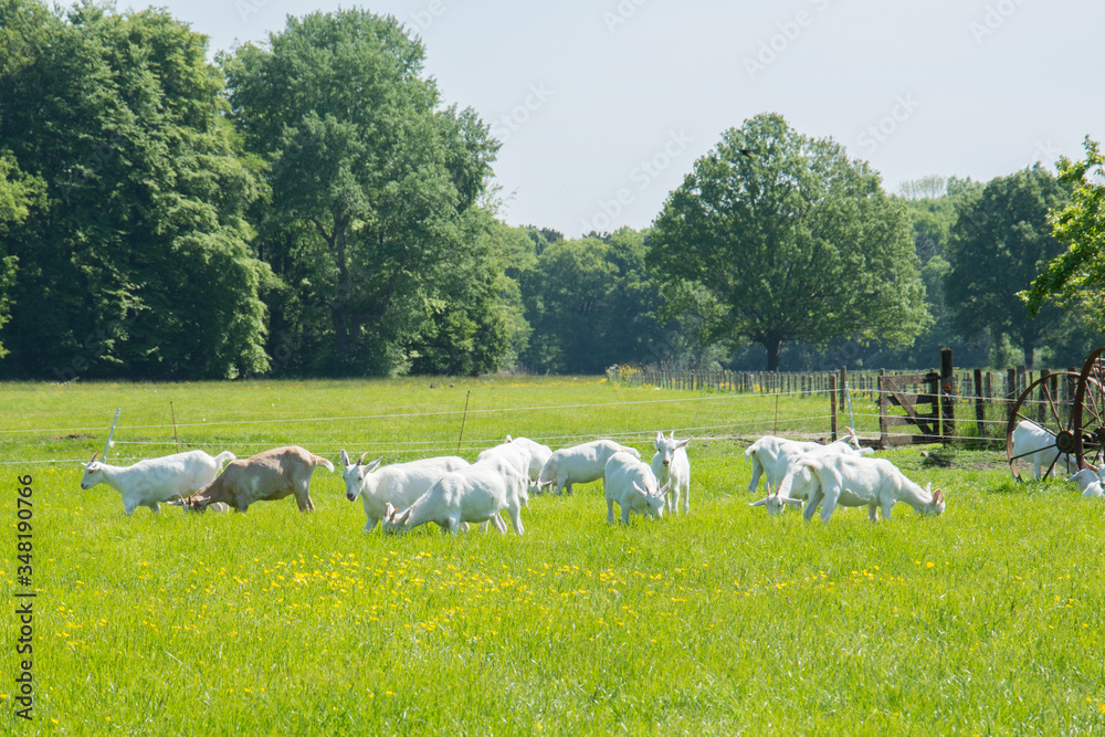 A group of goats on a green pasture on a sunny day