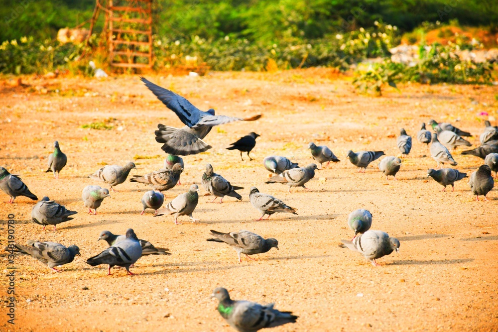Fototapeta premium Domestic pigeons / feral pigeon (Gujarat - India) flock in flight against blue Sky, Flying and Eating Pigeon/ Birds