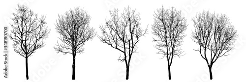 .Winter trees silhouettes collection. Set of isolated vector design elements..  Hand drawn  illustration in sketch style.  Nature template. Clipart. photo