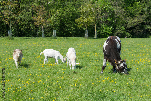 A cow and three goats on a green pasture on a sunny summer day