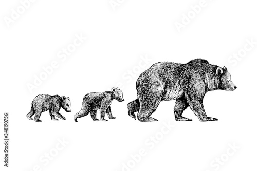 .. She-Bear  and her cubs.Hand drawn vector illustration. Vintage image of wildlife.