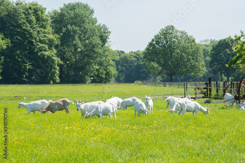 A group of goats on a green pasture on a sunny day