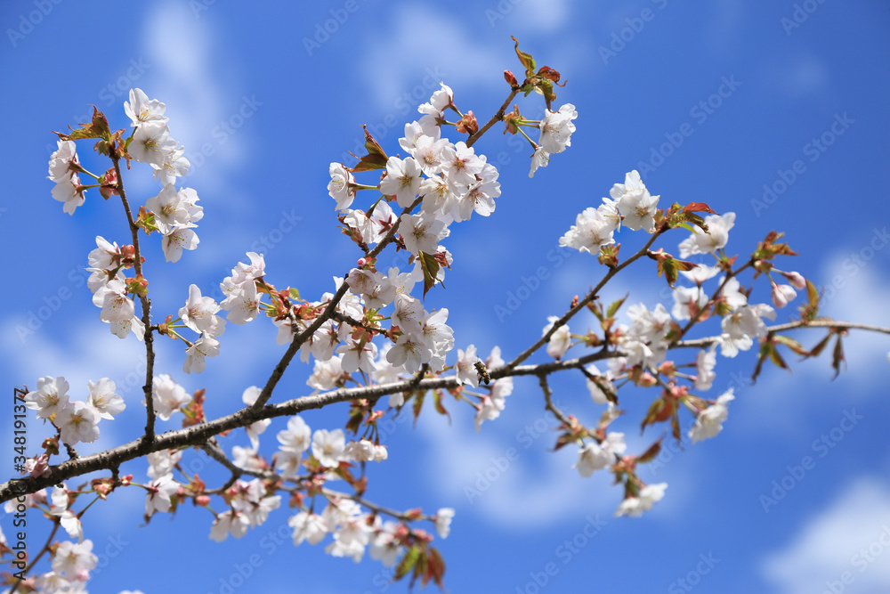 White cherry blossom against blue sky
