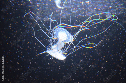 Beautiful illuminated jellyfish at aquarium in Berlin photo