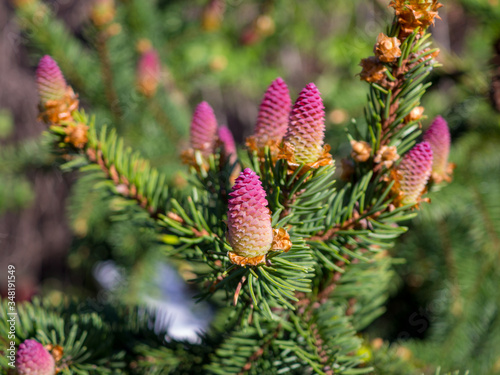 Rare coniferous plants.  Blooming tree Spruce Acrocona (Picea abies Acrocona), the cones look like a pink rose.  Soft needles of pale green colour. 