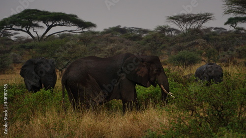 elephants in the savannah