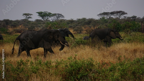 Photography elephants in the savannah