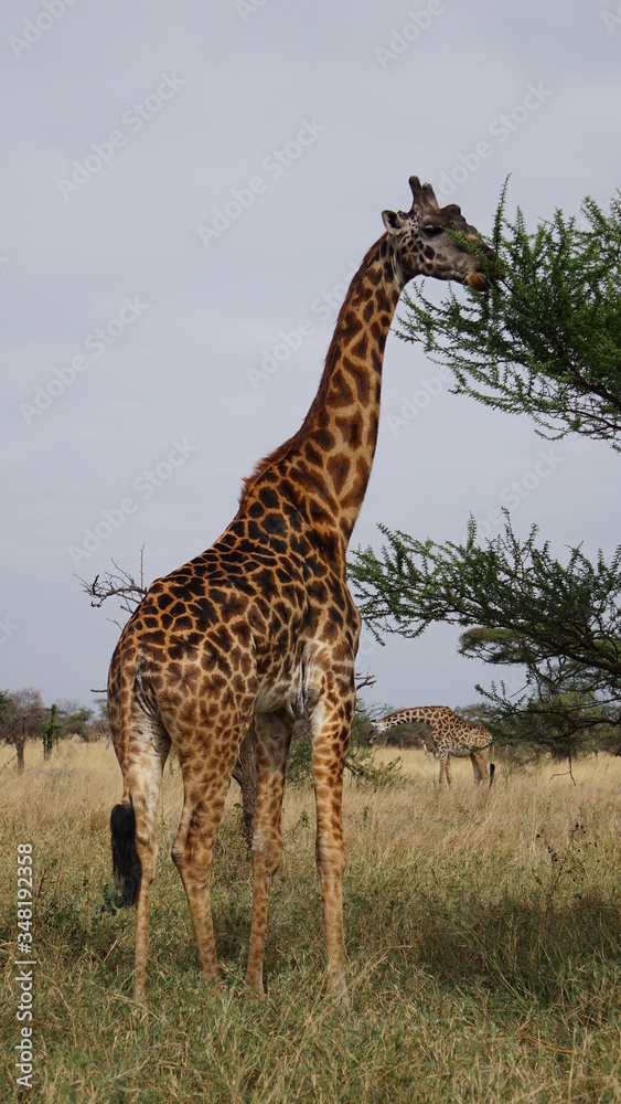 Fototapeta premium giraffe in the savannah
