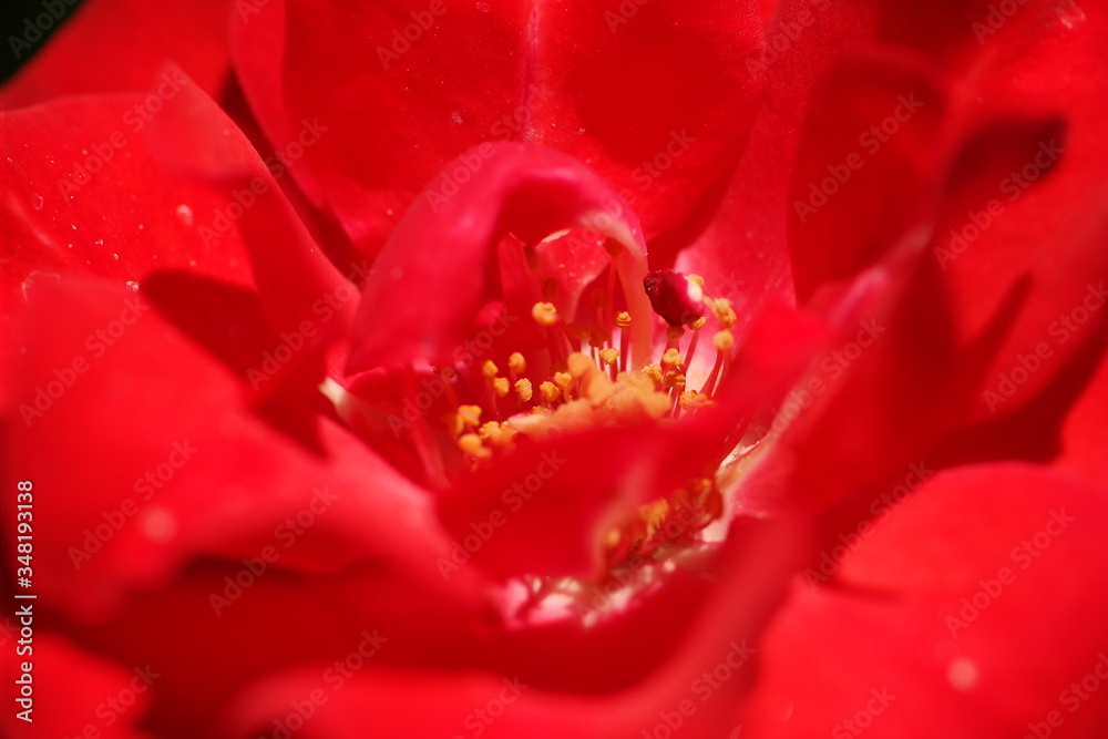 close up of red flower