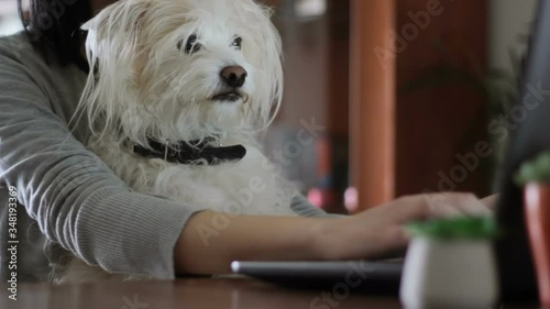 Woman working on computer with dog on her lap