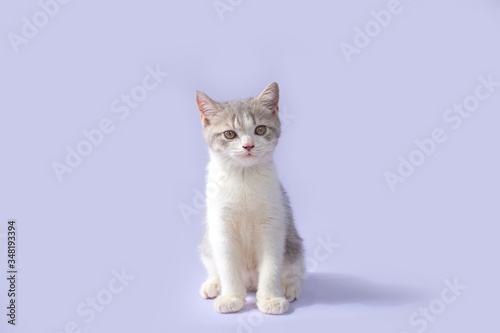 Scottish Fold kittens are sitting on purple background. Portrait of the white kittens are sitting for look something. © witsawat