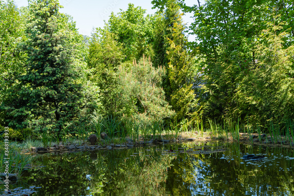Magical garden pond in evergreen landscaped garden. Aquatic plants grow along coast. Reflection of evergreen huge trees in mirror water surface. Atmosphere of relaxation, tranquility and happiness. Magical garden pond in evergreen landscaped garden. Aquatic plants grow along coast. Reflection of evergreen huge trees in mirror water surface. Atmosphere of relaxation, tranquility and happiness.