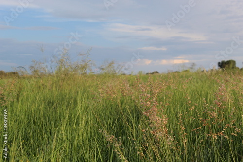 Tall Grasses 2