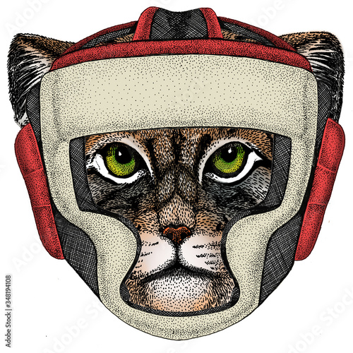 Pallas cat head. Manul head. Boxing helmet.