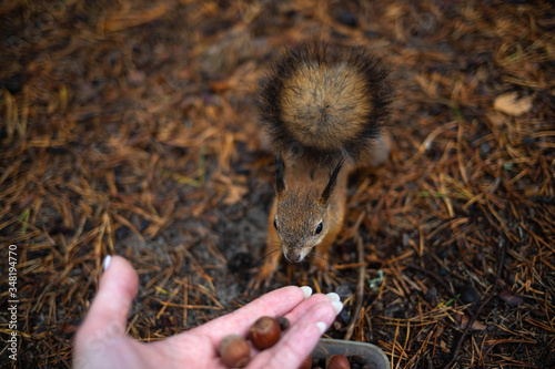 Sciurus vulgaris. Squirrel in a forest clearing. Feeding from your hand. Curious