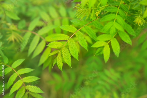 Background of fresh green leaves