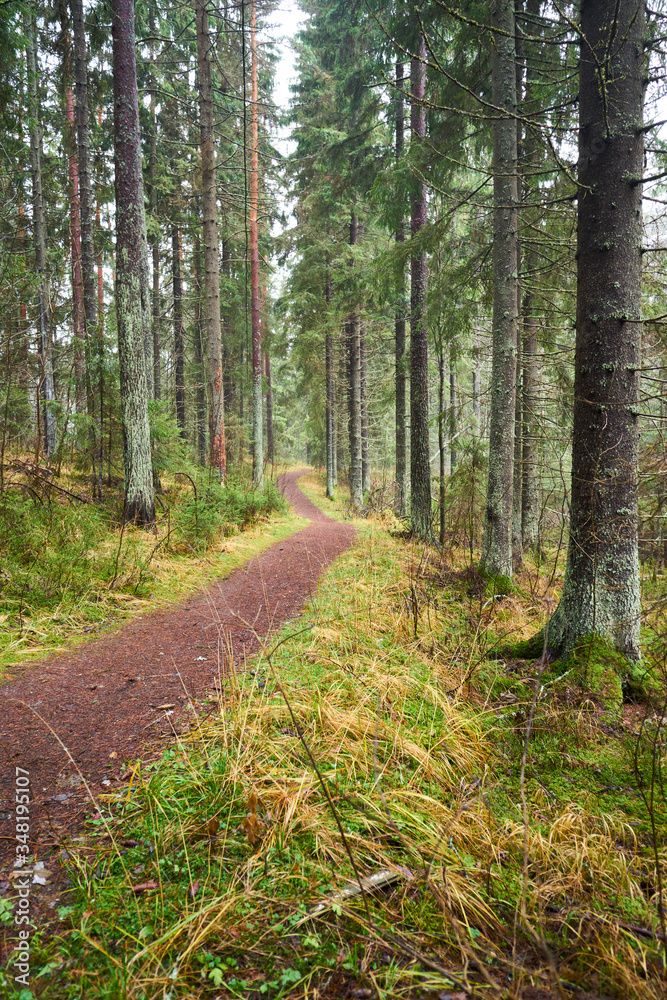 Fototapeta premium path in the woods