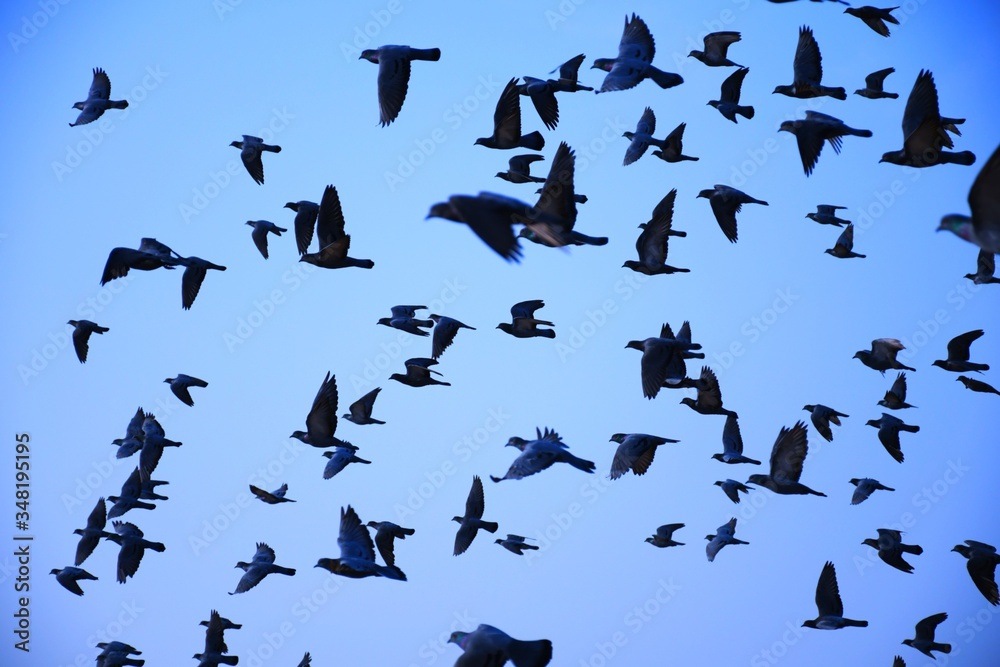 Domestic pigeons / feral pigeon (Gujarat - India) flock in flight against blue Sky, Flying and Eating Pigeon/ Birds