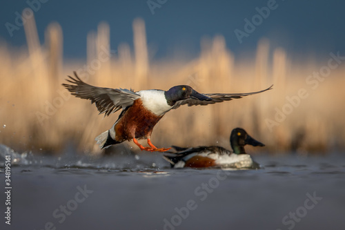 Northern Shoveler drake with wings straight out and feet extended just about to splash down with another drake out of focus looking on with tall marsh grass in warm tones out of focus in background. photo