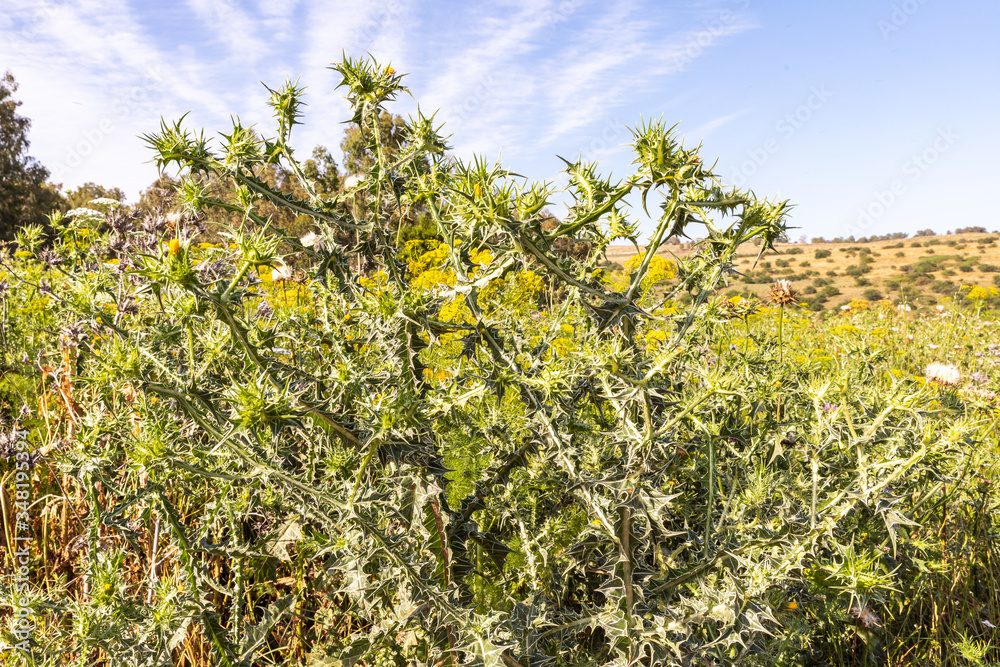 Tall  plant - Scolimus spanish - Scolymus hispanicus grows on the Golan Heights in northern Israel