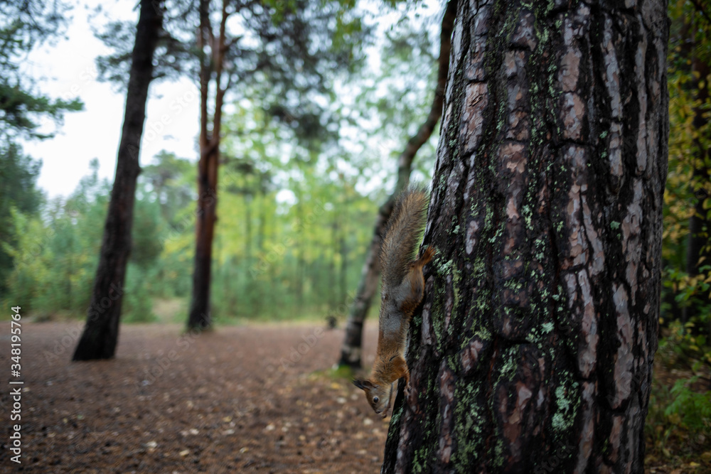 Obraz premium Sciurus vulgaris. Squirrel in a forest clearing. Feeding from your hand. Curious