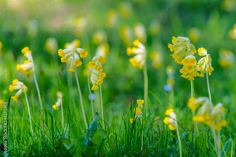 Cowslip flowers in green grass, Sweden