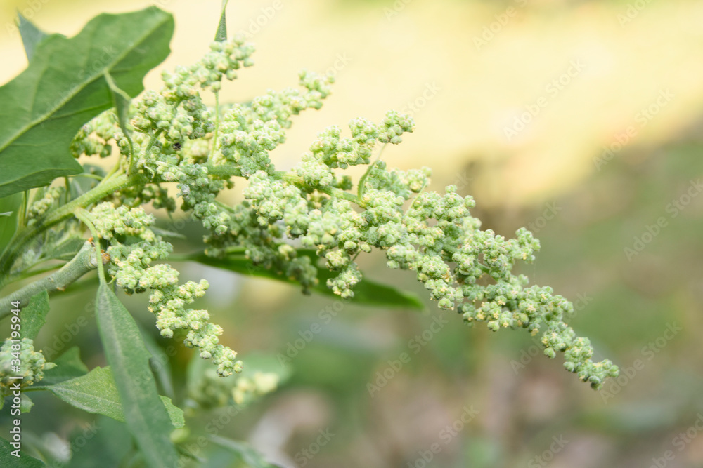close up of flower in garden, beautiful sunlight on the small plant, natural view of green leave in the garden close up of flower in garden, beautiful sunlight on the small plant, natural view of green leave in the garden