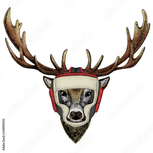 Deer portrait. Head of wild animal. Boxing helmet.