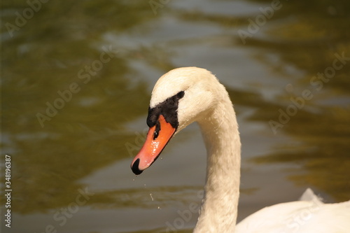 swan on the water