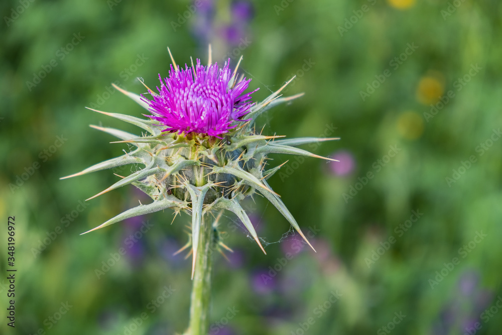 spear thistle flower on green background spear thistle flower on green background