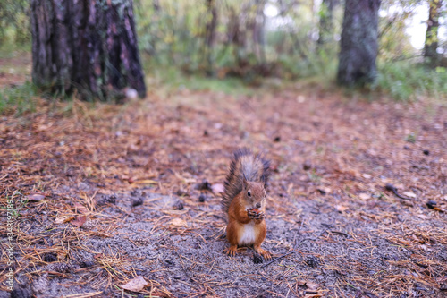 Sciurus vulgaris. Squirrel in a forest clearing. Feeding from your hand. Curious