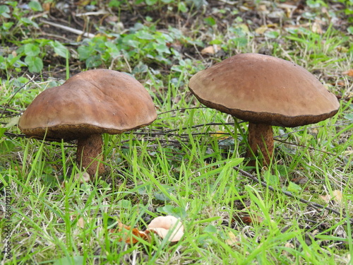 Big edible mushrooms on the grass