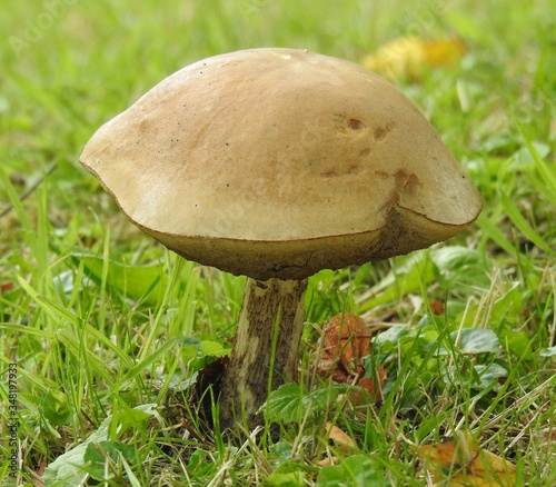 A large edible mushroom on the grass