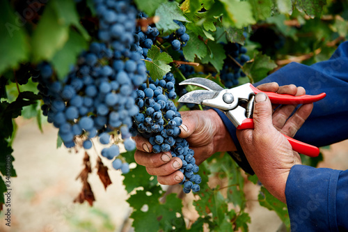 man picking grapes