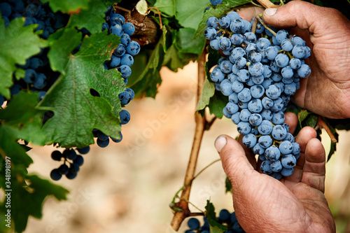 bunch of grapes in hand