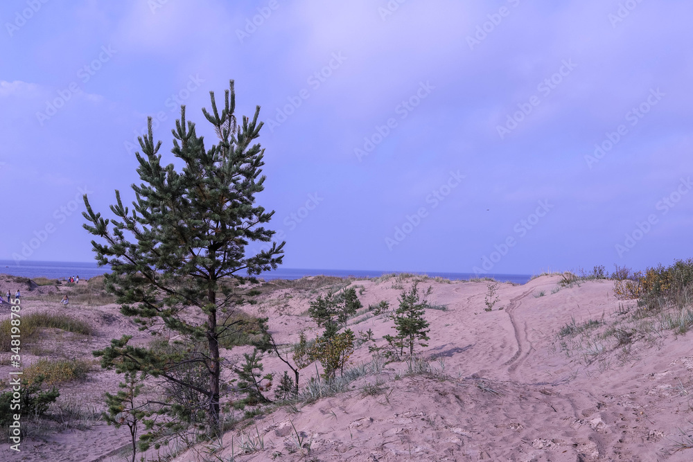 Yagry in Severodvinsk. Unique pine forest. white sea coast. sea tide Yagry in Severodvinsk. Unique pine forest. white sea coast. sea tide