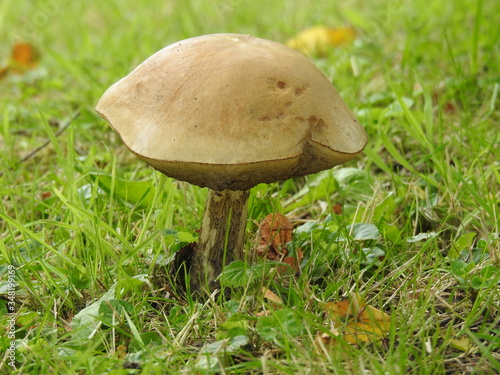 Big edible mushrooms on the grass
