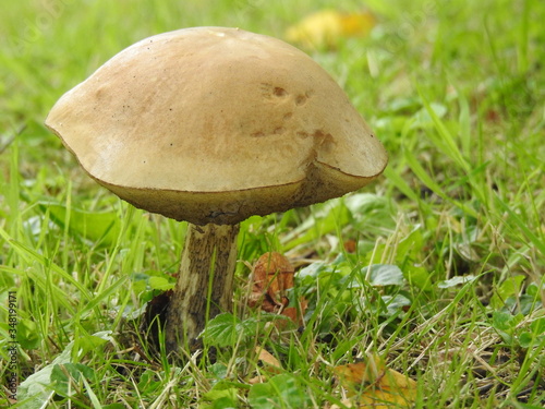 Big edible mushrooms on the grass