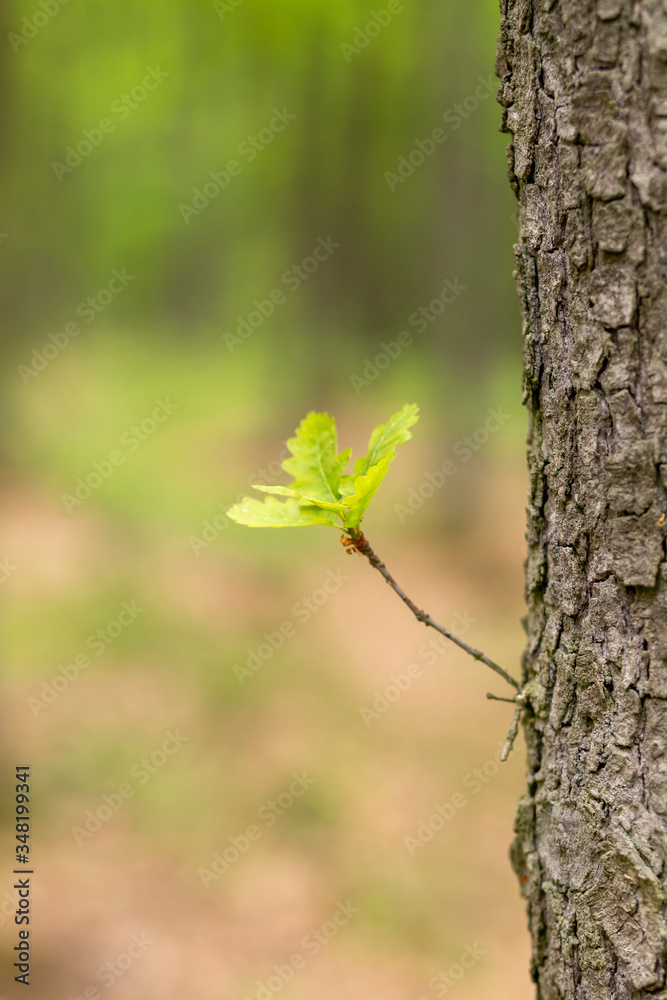 A sprout of a leaf grows from a tree trunk in the forest. In the background is a forest.
