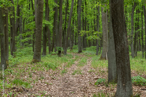 Forest path between green big trees. © Roman Bjuty