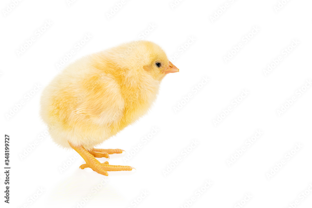 Yellow chicken on white Yellow chicken on white