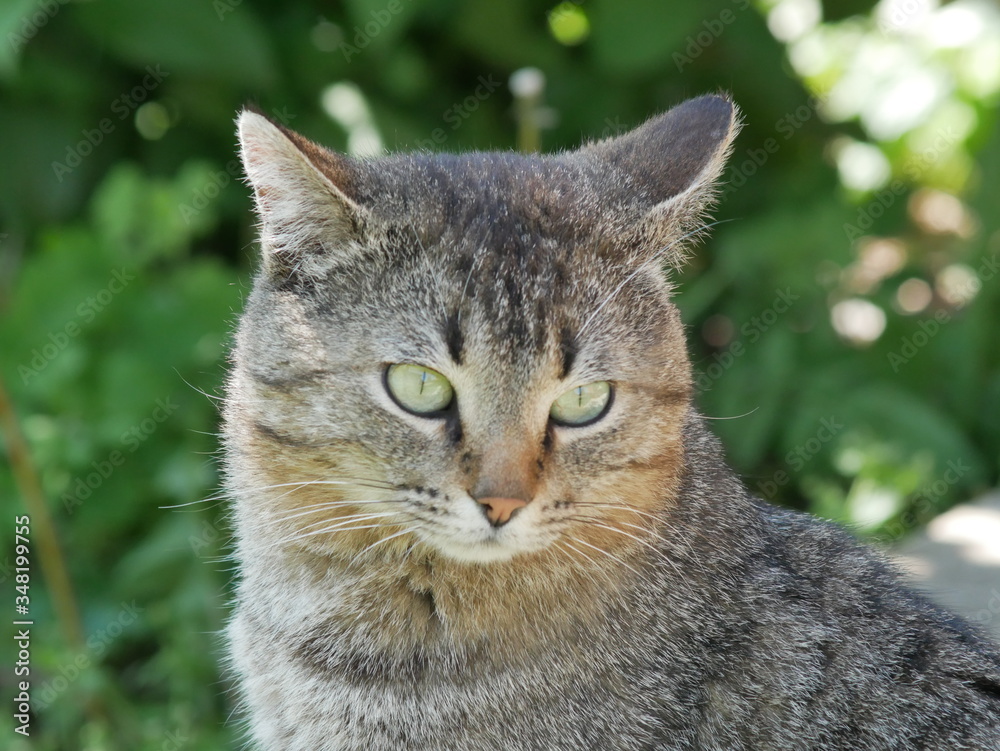 cat in the grass