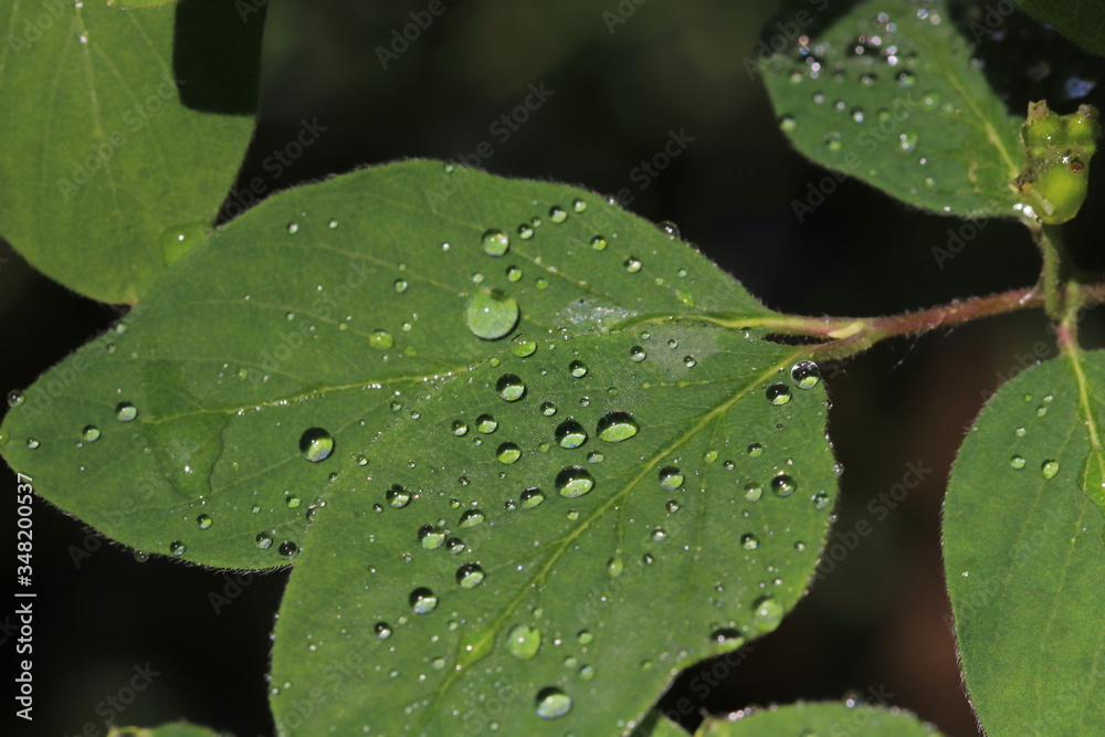Blatt eines Liguster mit Wassertropfen Blatt eines Liguster mit Wassertropfen