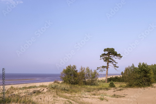 Fototapeta Naklejka Na Ścianę i Meble -  Yagry in Severodvinsk. Unique pine forest. white sea coast. sea tide