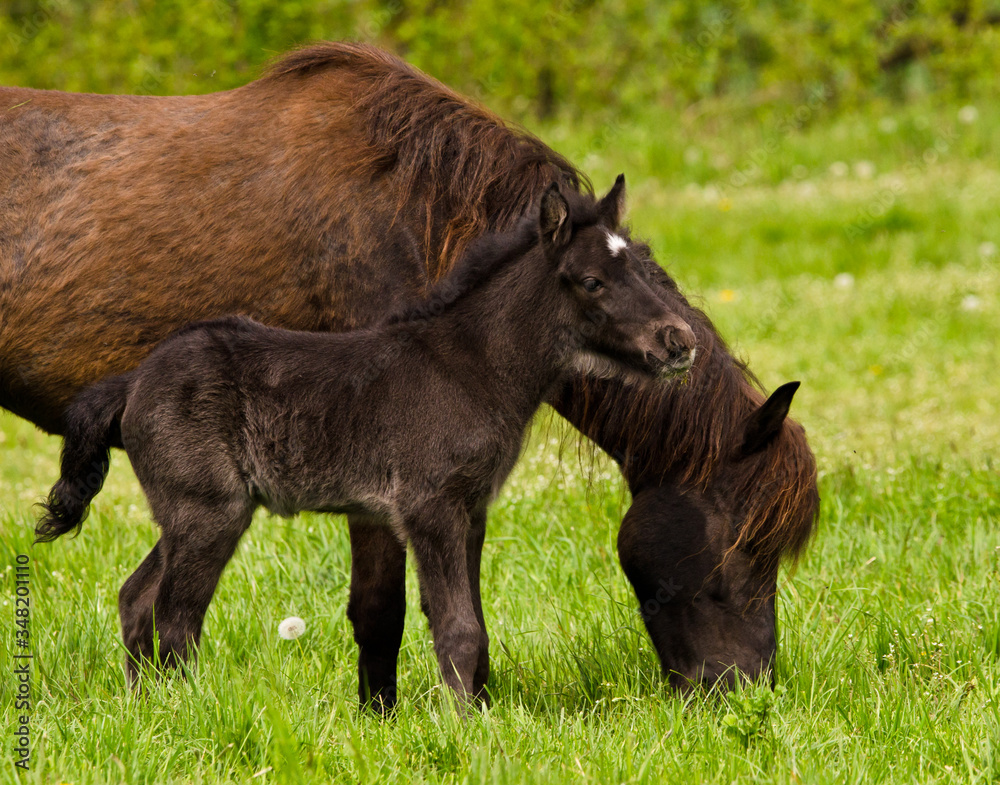 A beautiful cute little black foal of an icelandic horse near at it`s mother in the meadow A beautiful cute little black foal of an icelandic horse near at it`s mother in the meadow