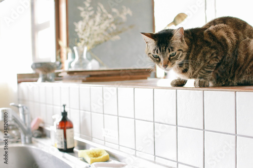 A day of a cat living in a share house.